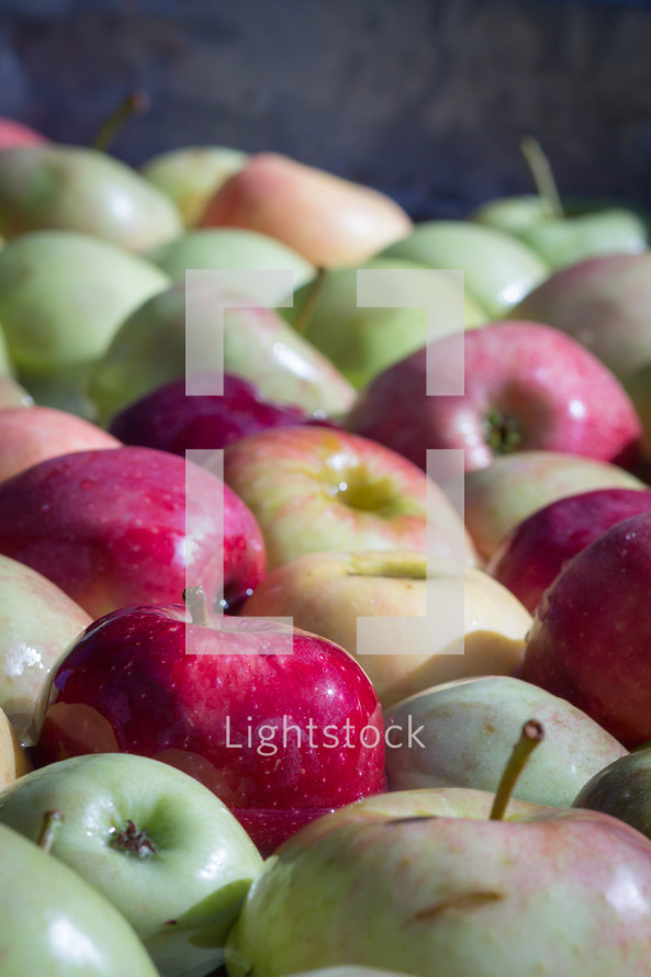 pile of red and green apples 