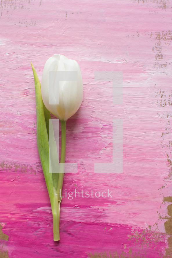 single tulip on painted pink background 