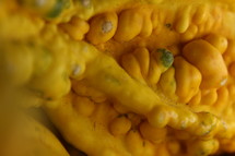 gourd closeup 