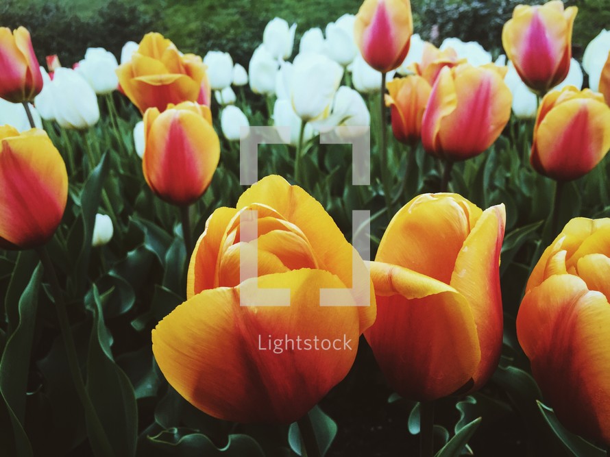 yellow, red, orange, white, tulips in a flower bed 