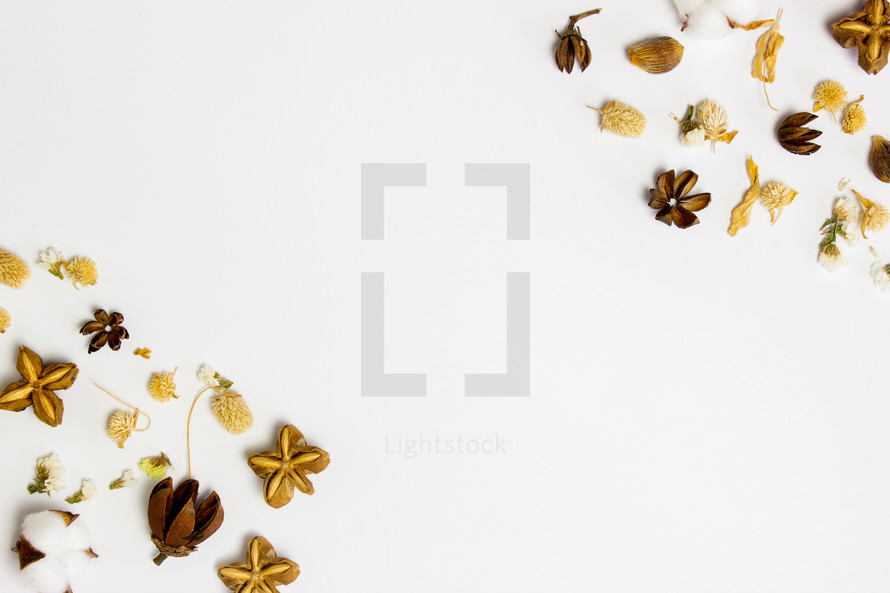 cotton and cloves on a white background 