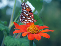 A Monarch Butterfly landing on an orange and yellow flower in a tropical garden setting with green woods in the background. 