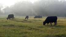 cows grazing in a foggy field 