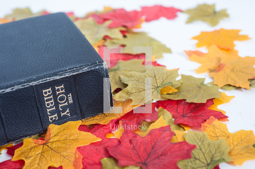 Holy Bible on fall leaves.