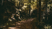 trail in a forest 