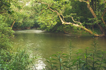 a river in summer 