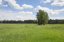 a field on a summer day