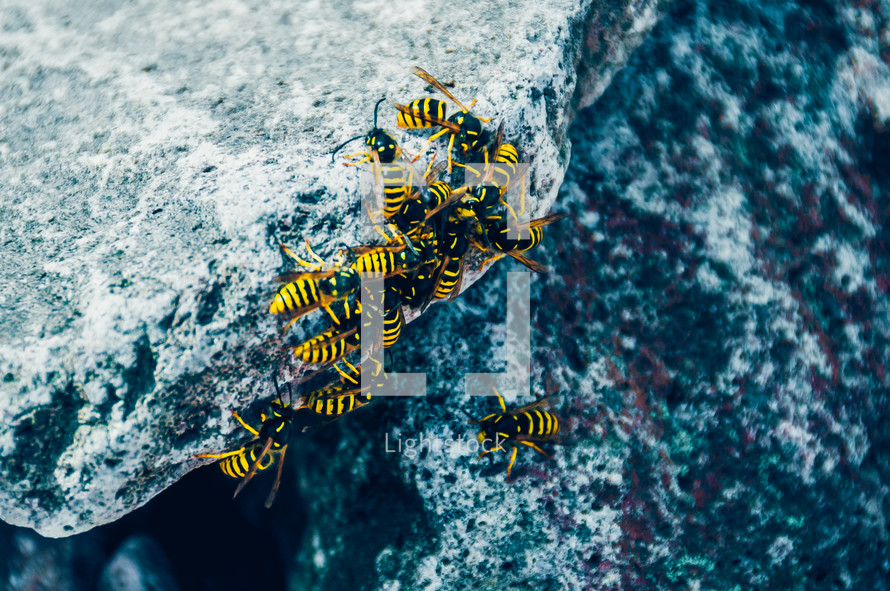 yellow jackets on a rock 