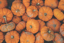 mini orange pumpkins for fall or thanksgiving
