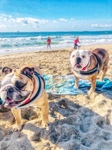 bulldogs on Huntington Dog Beach California 