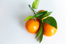 citrus fruit 