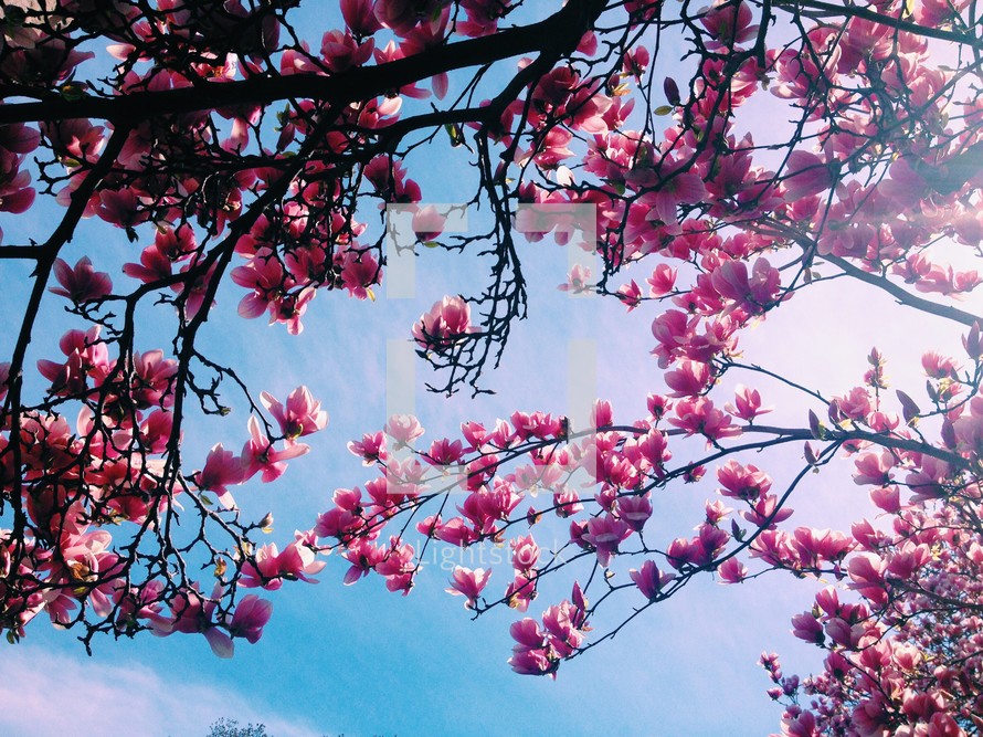 pink spring blossoms and blue sky