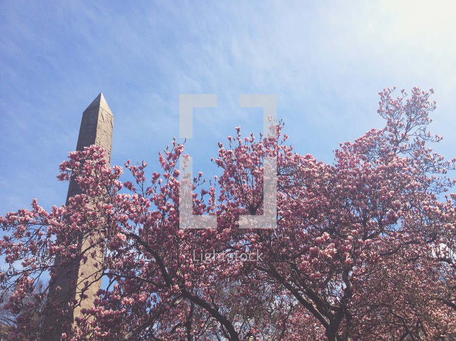 Washington Monument and pink spring blossoms 