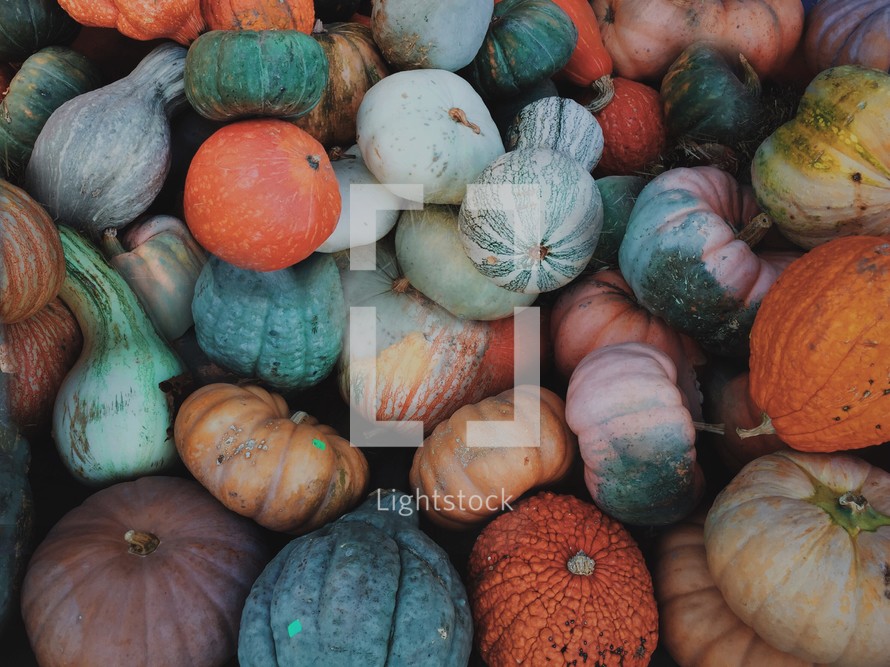 a pile of gourds and pumpkins 