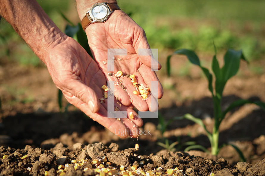 Old man's hands holding corn seeds, dropping them into the ground