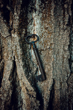 Ancient wrought iron key on tree bark. Mysterious and metaphorical concept.