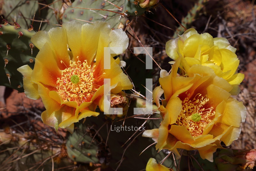 yellow cactus flower 