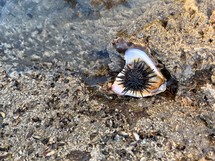 Sea urchin on the beach with stones, Costa Rica.