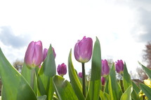 purple tulips in front of bright sky.
