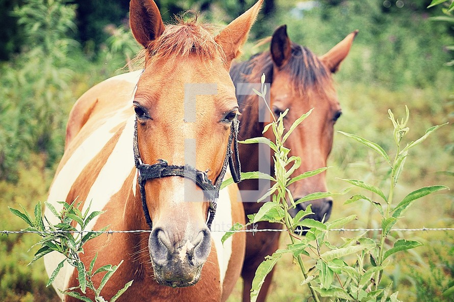 pair of horses 