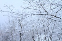 Snow-covered trees.