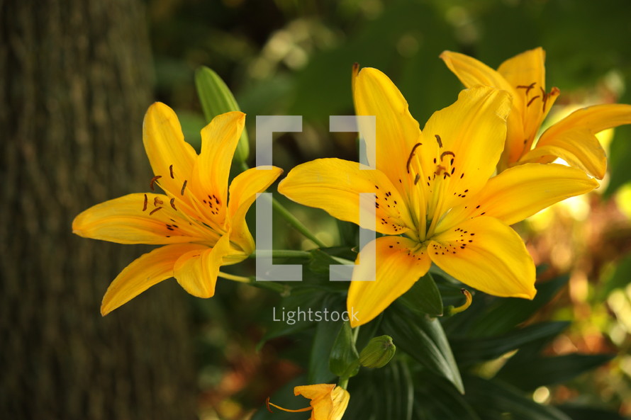 Yellow Easter lilies growing near a tree.