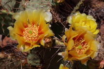 yellow cactus flower 