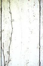 dead vine on a weathered white wall 