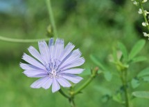 periwinkle flower 