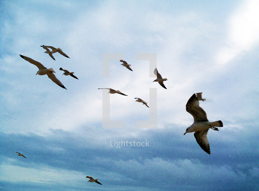 A group of Seagulls soar overhead effortlessly over the ocean against a blue sky.
