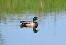 Mallard duck in peaceful water