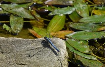 Dragonfly sitting on a rock