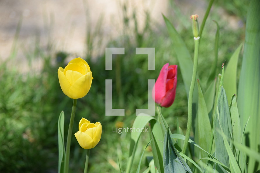 yellow and pink tulips 