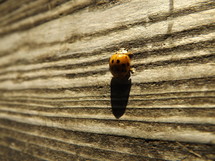 Ladybug on wood.