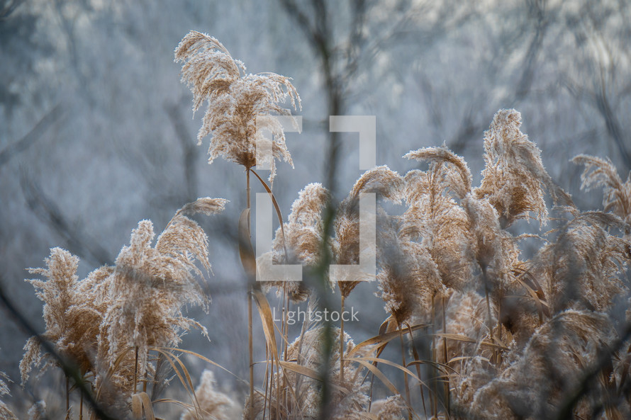 Pampas grass plant in winter