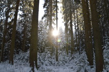 sunburst through trees in a winter forest 
