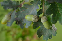 green acorns 
