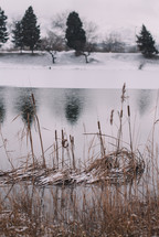 Plants by the snowy lake
