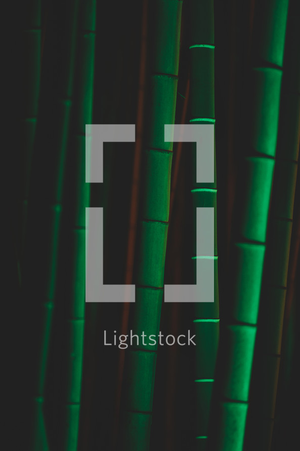 Bamboo trees at night