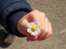 Hand holding a daisy flower.