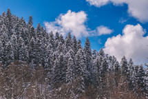 Blue sky and snowy spruce forest