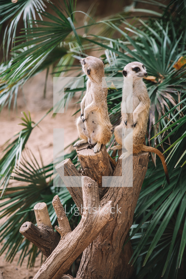 Meerkats on a timber