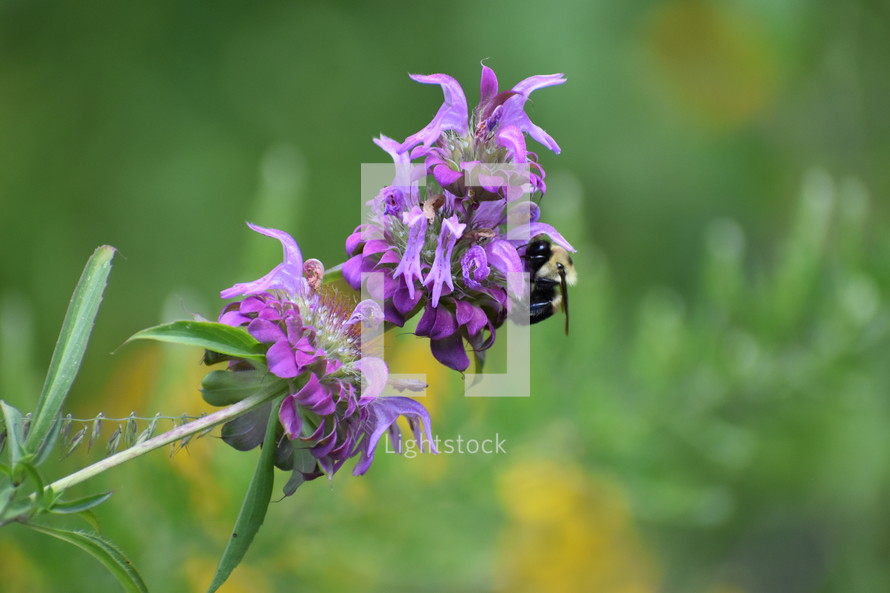 bee on purple flowers 
