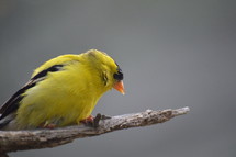 yellow bird, yellow finch
