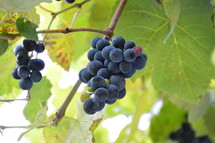 vines with fruits. 
vines, vineyard, vine, tendril, leaf, leaves, tendril of vine, vine stock, branch, branches, hold, hold on, clutch, hang on, stay, remain, dwell, continue, keep, grow, growth, growing, fruit, fructiferous, fruit setting, bear, yield, grapes, grape, acreage, vineyard cultivation, cultivation, harvest, harvesting, rich, vintner, winegrower, wine grower, nature, natural, plant, plants, outdoor, fruits, ripe, mellow, mellowly, autumn, fall, crop
