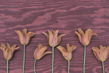 red orange open tulips on a wooden background 