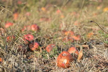 rotten apples on the ground 