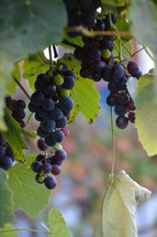 vines with fruits 