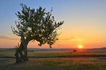 Single Tree on field at Summer sunset