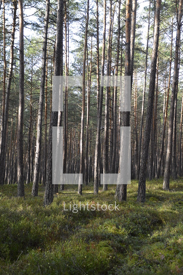 tall pine trees in a forest 